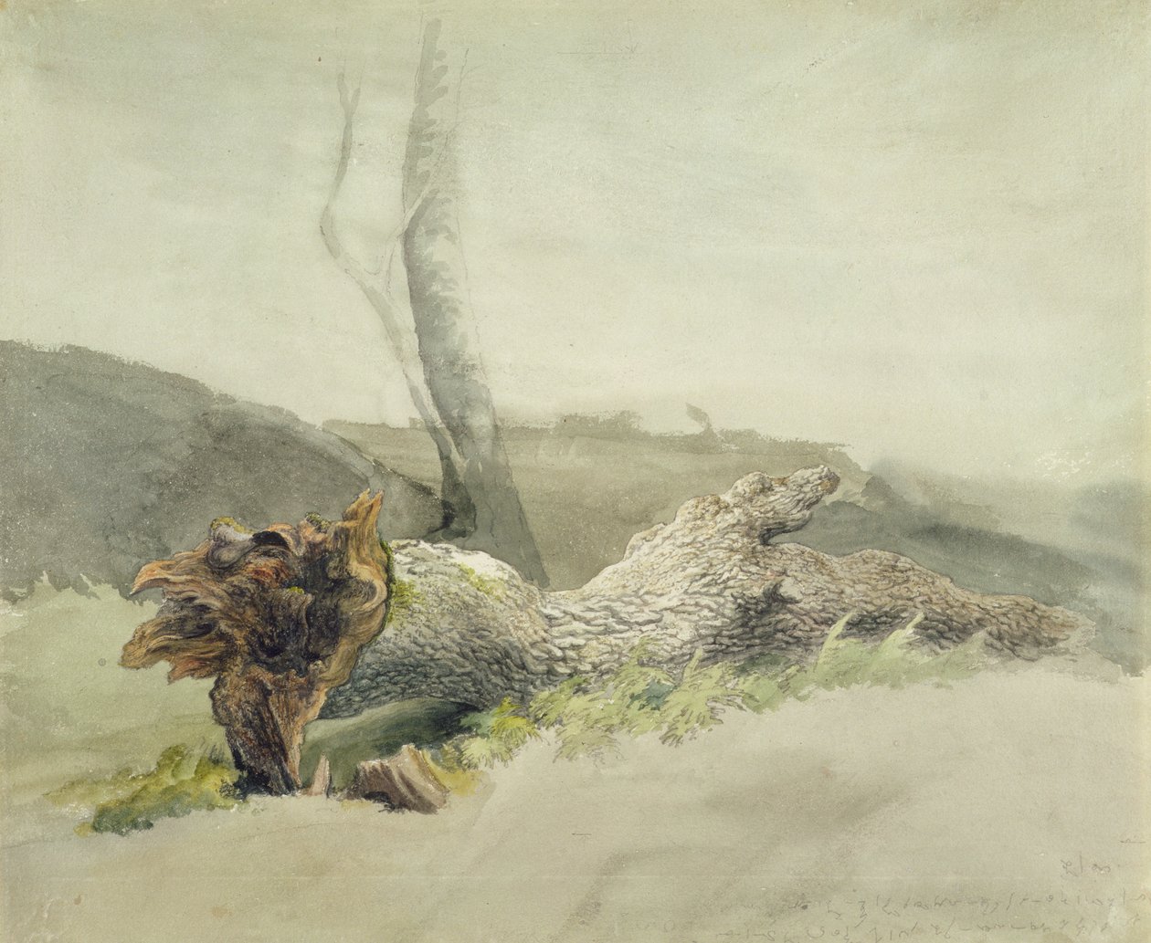 The Fallen Tree, c.1804 (wc sobre grafite em papel de palha) de Robert Hills