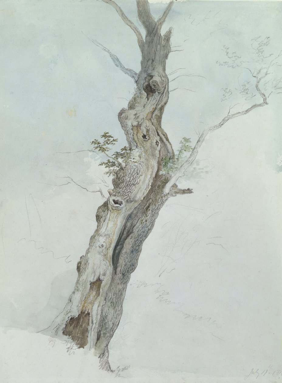Estudo da Árvore, c.1800-05 (wc sobre grafite sobre papel) de Robert Hills