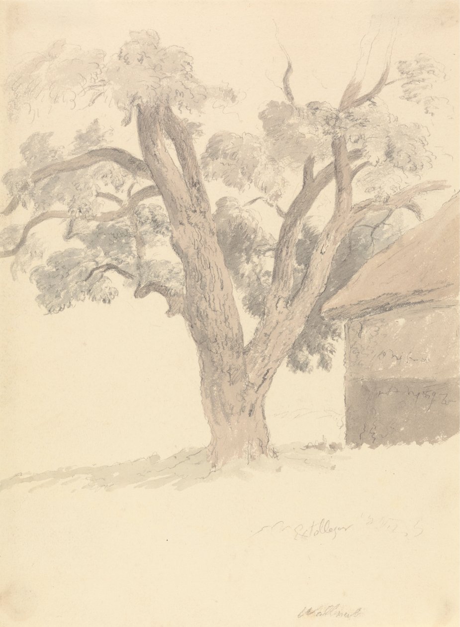 Nogueira de Robert Hills