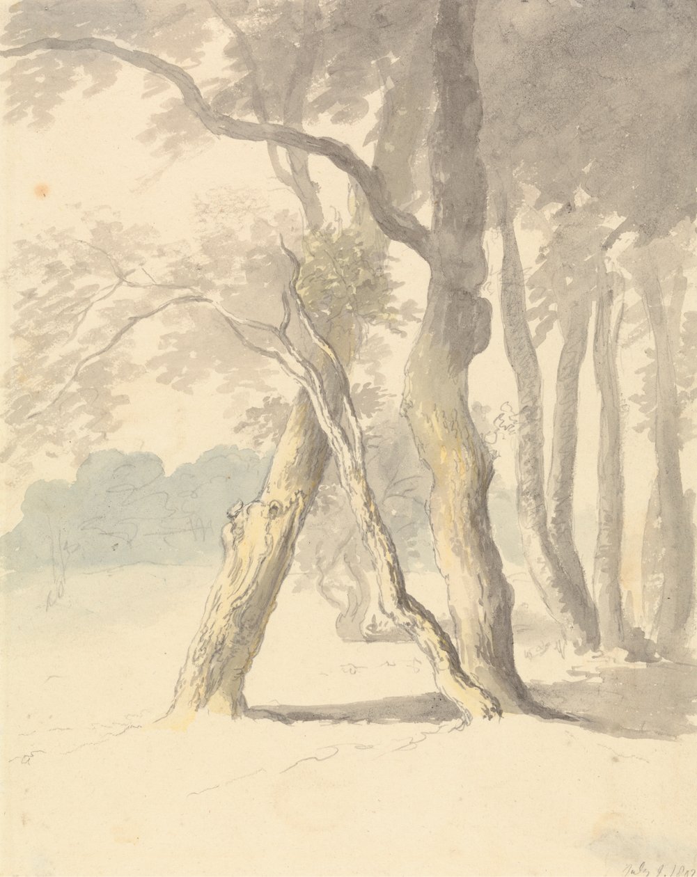 Estudo da floresta de Robert Hills