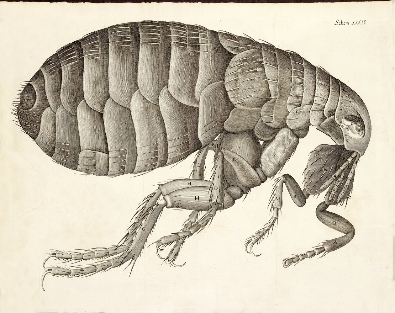 Seção transversal de uma pulga de Micrographia, pub. 1665 de Robert Hooke