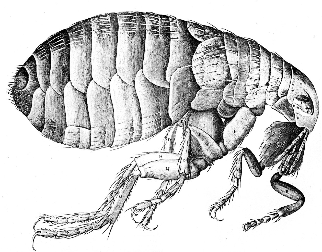 Pulga, inseto parasita sugador de sangue sem asas, 1665 de Robert Hooke