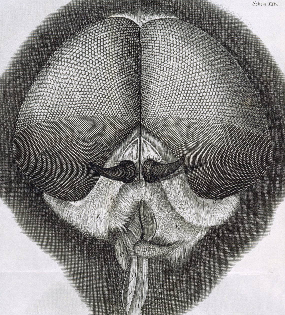 Mosca-zangão cinza, observação XXXIX de Hookes Micrographia, 1664 de Robert Hooke