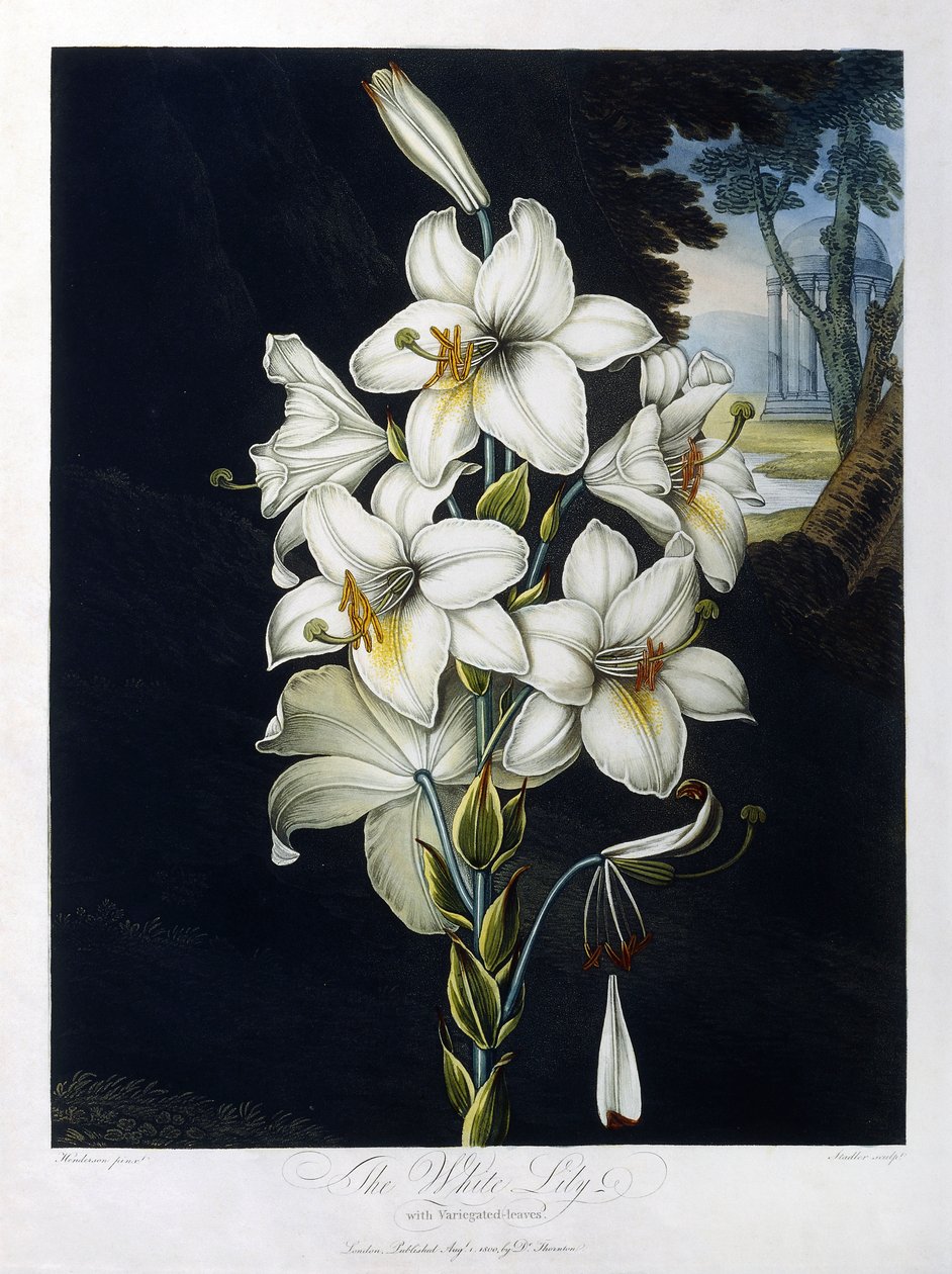 O lírio branco de Robert John (after) Thornton