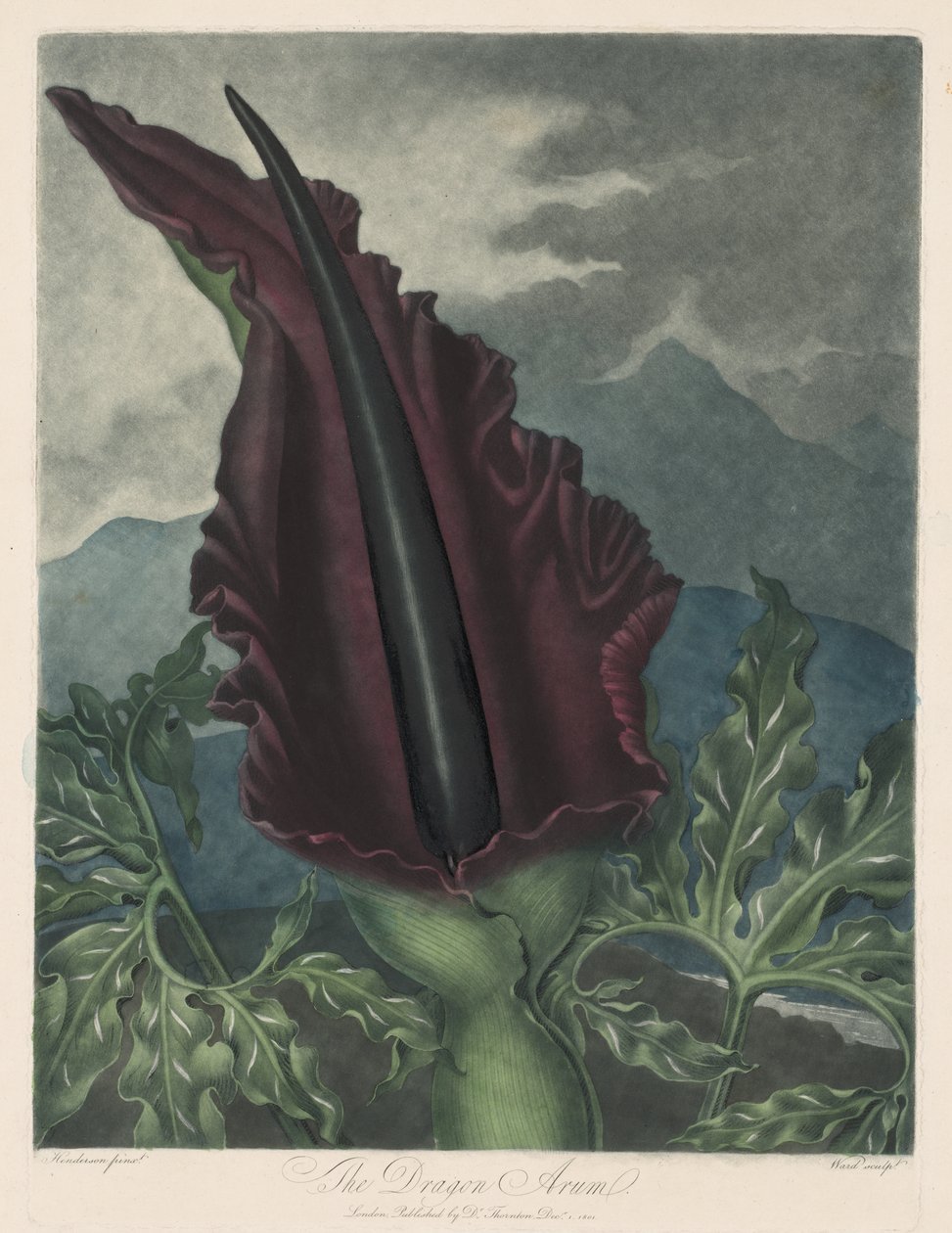 O Dragon Arum, Black Calla ou Lírio de Salomão de Robert John Thornton