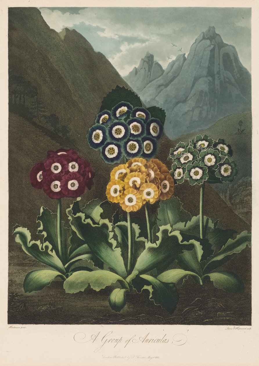O Templo da Flora, ou Jardim da Natureza: Um Grupo de Aurículas de Robert John Thornton