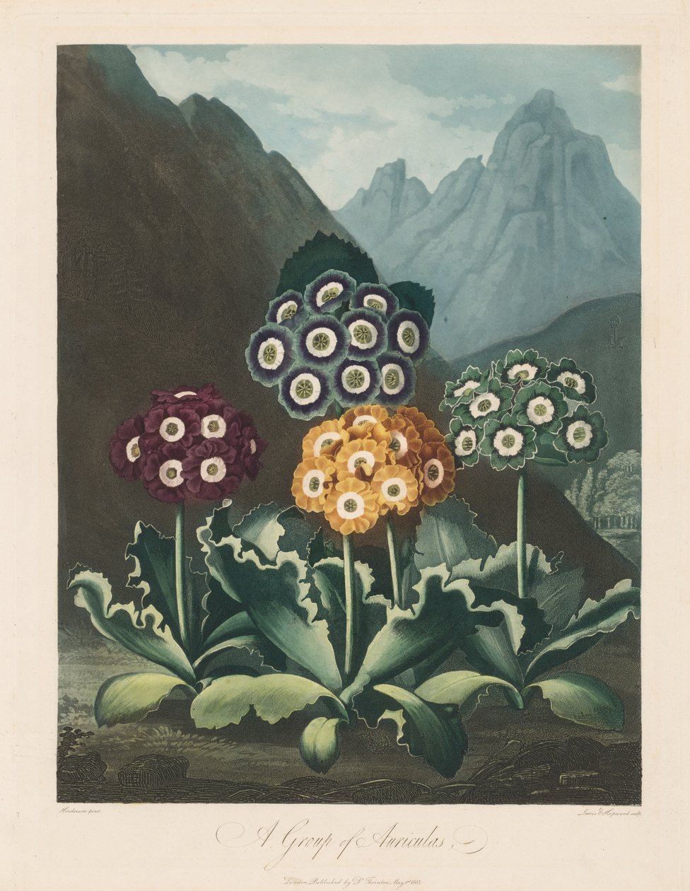 O Templo da Flora, ou Jardim da Natureza: Um Grupo de Aurículas de Robert John Thornton