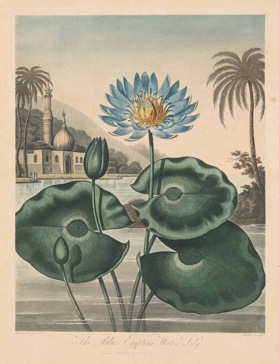 O Templo da Flora, ou Jardim da Natureza: Nenúfar Egípcio Azul de Robert John Thornton