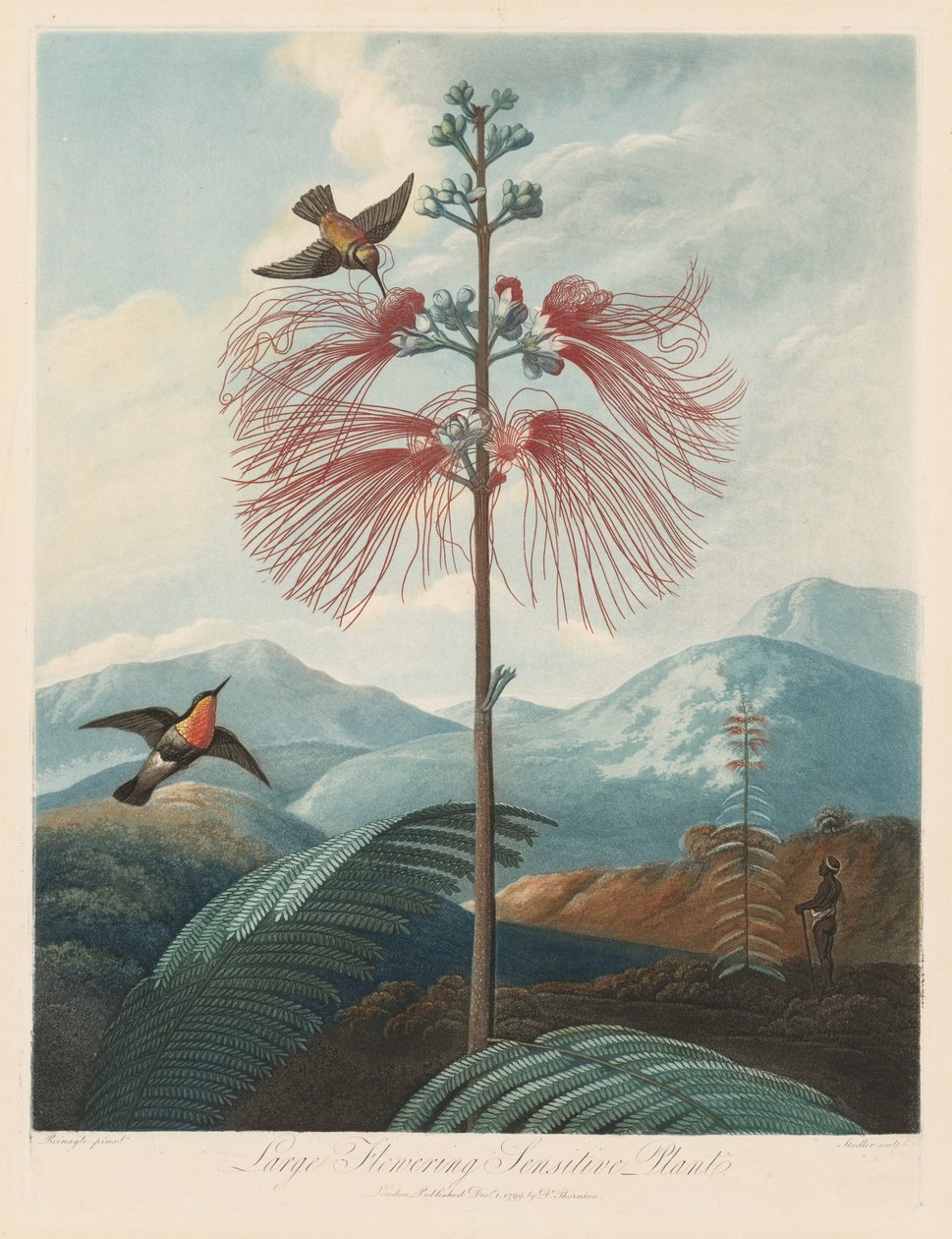 O Templo da Flora, ou Jardim da Natureza: grande planta sensível à floração de Robert John Thornton