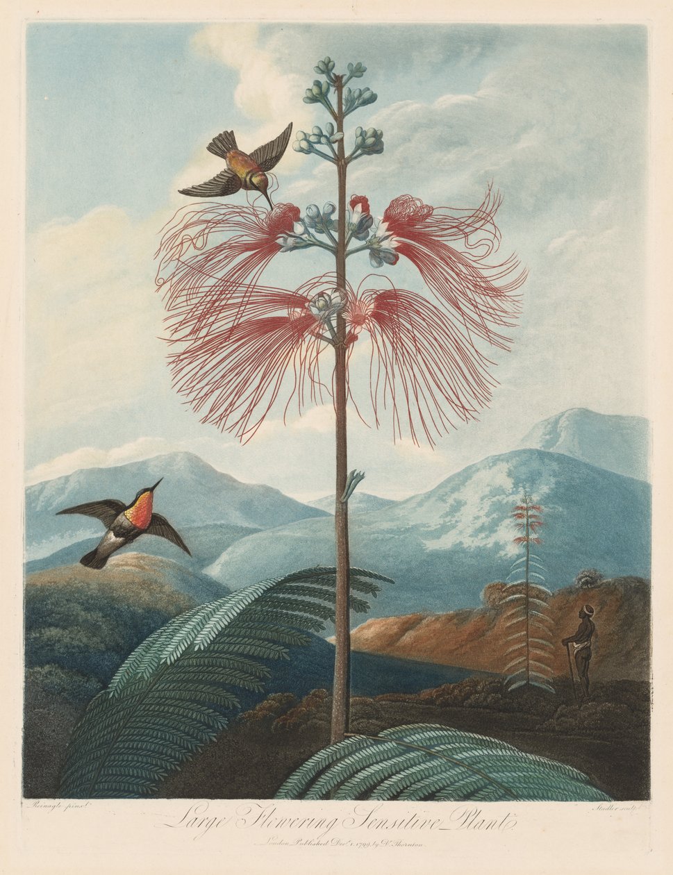 O Templo da Flora, ou Jardim da Natureza: Grande Planta Sensível à Floração, 1799-1807. de Robert John Thornton