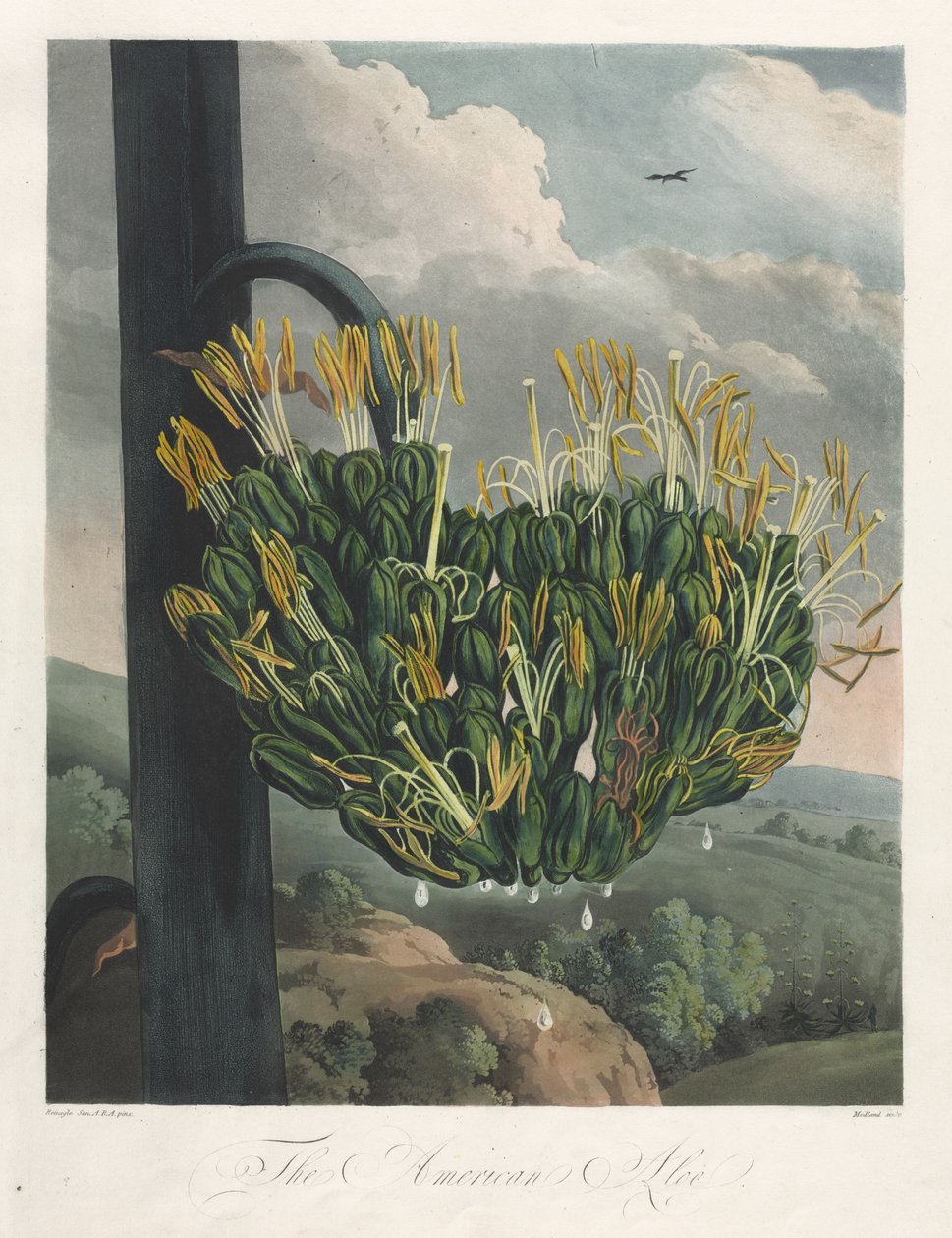 O Templo da Flora, ou Jardim da Natureza: O American Aloe de Robert John Thornton