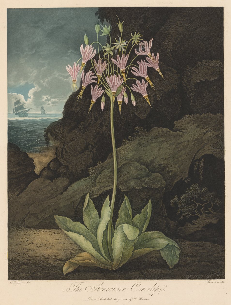O Templo da Flora, ou Jardim da Natureza: The American Cowslip de Robert John Thornton