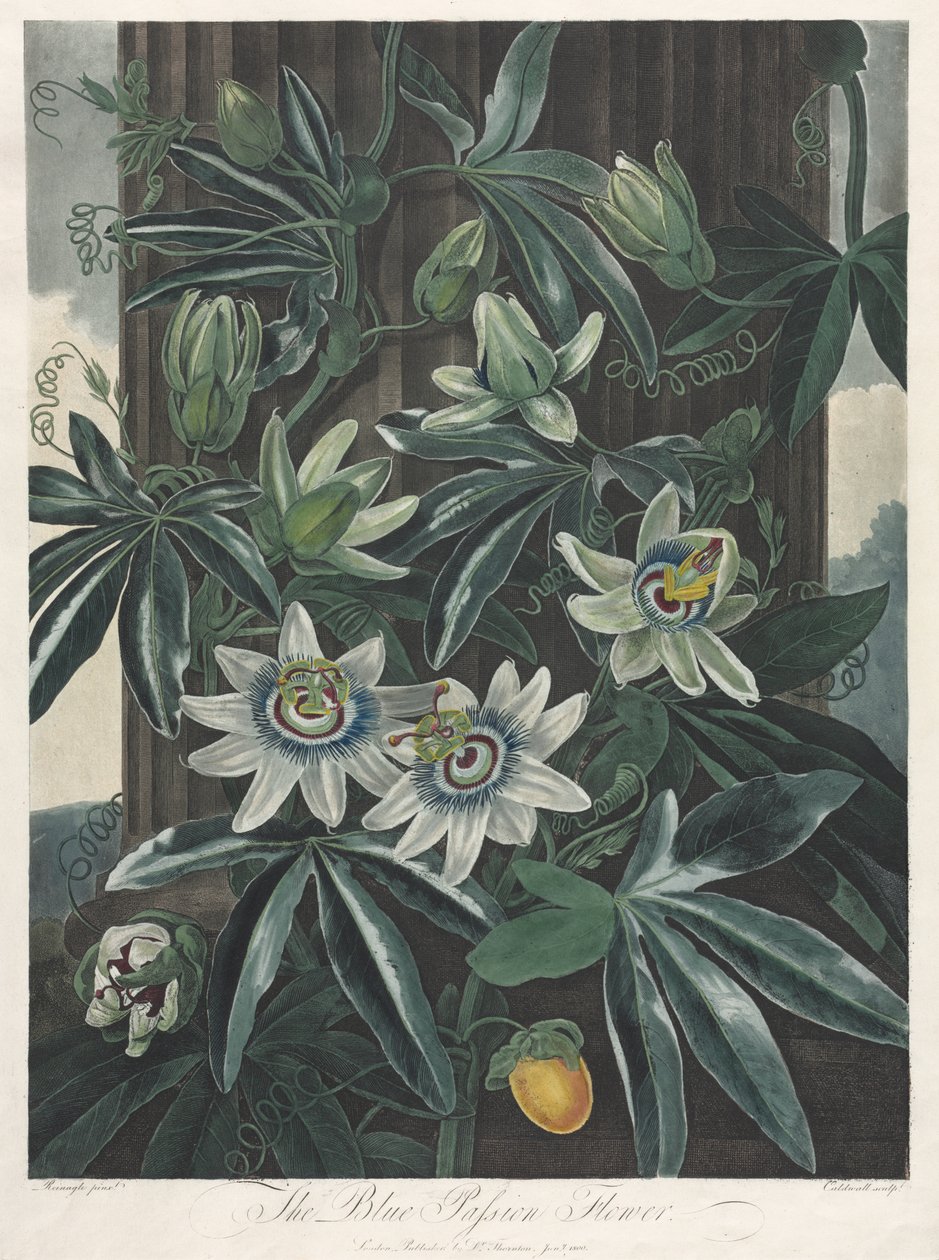 O Templo da Flora, ou Jardim da Natureza: A Flor da Paixão Azul de Robert John Thornton