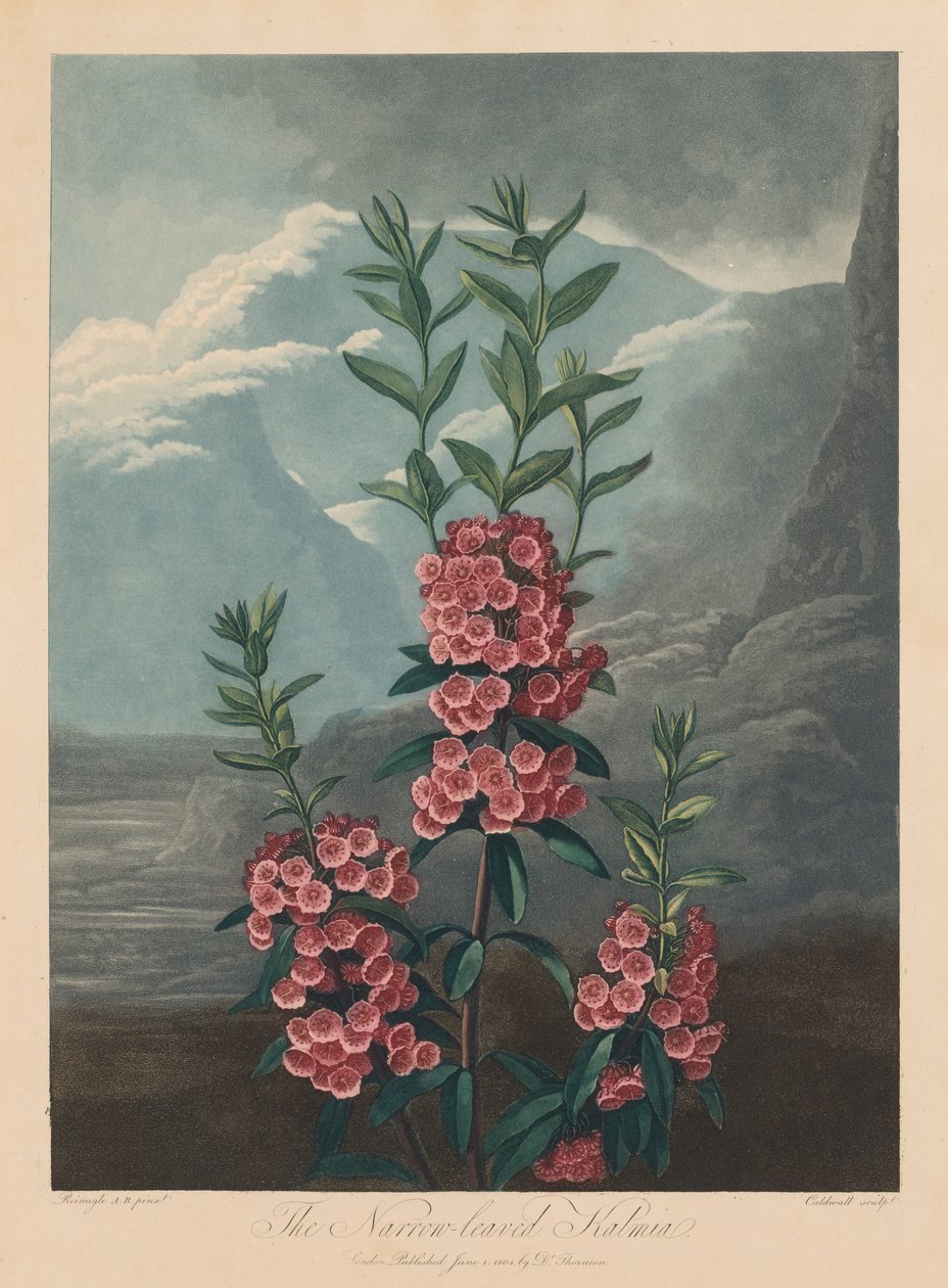 O Templo da Flora, ou Jardim da Natureza: Kalmia de Folhas Estreitas, Laurel da Montanha de Robert John Thornton