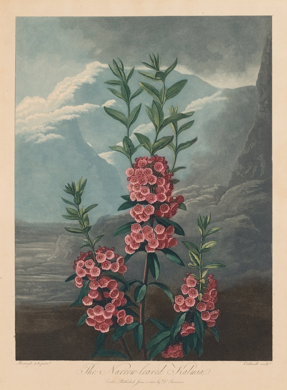 O Templo da Flora, ou Jardim da Natureza: A Calmia de folhas estreitas, Laurel da Montanha, 1804. de Robert John Thornton
