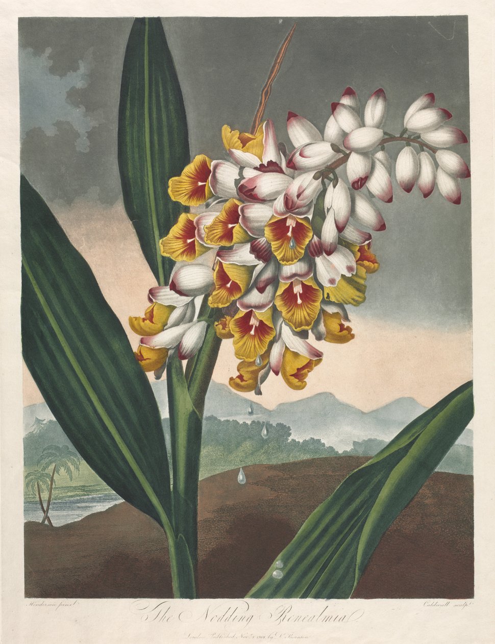 O Templo da Flora, ou Jardim da Natureza: The Nodding Renealmia de Robert John Thornton