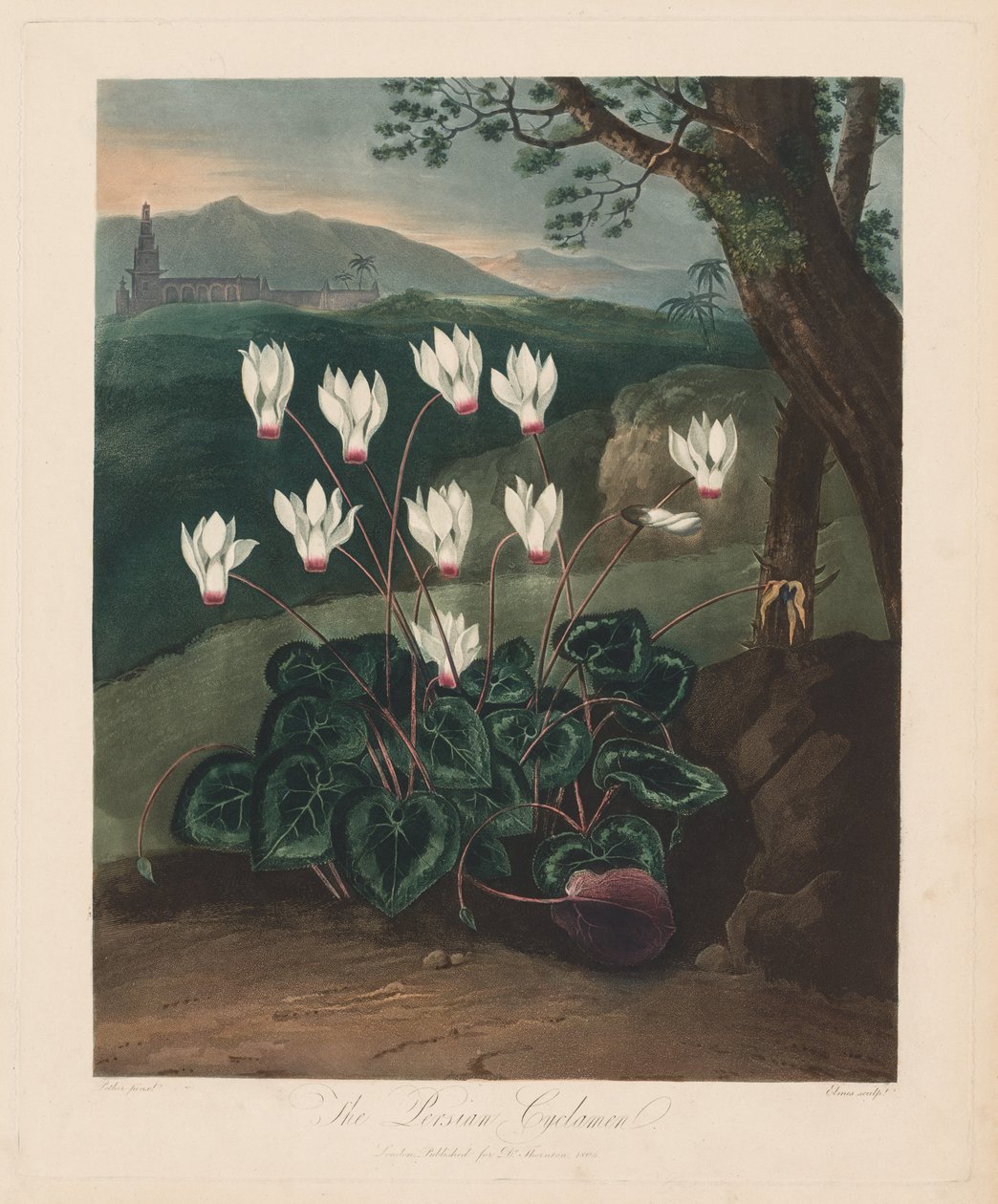 O templo da flora, ou jardim da natureza: o cíclame persa, 1799-1807. de Robert John Thornton