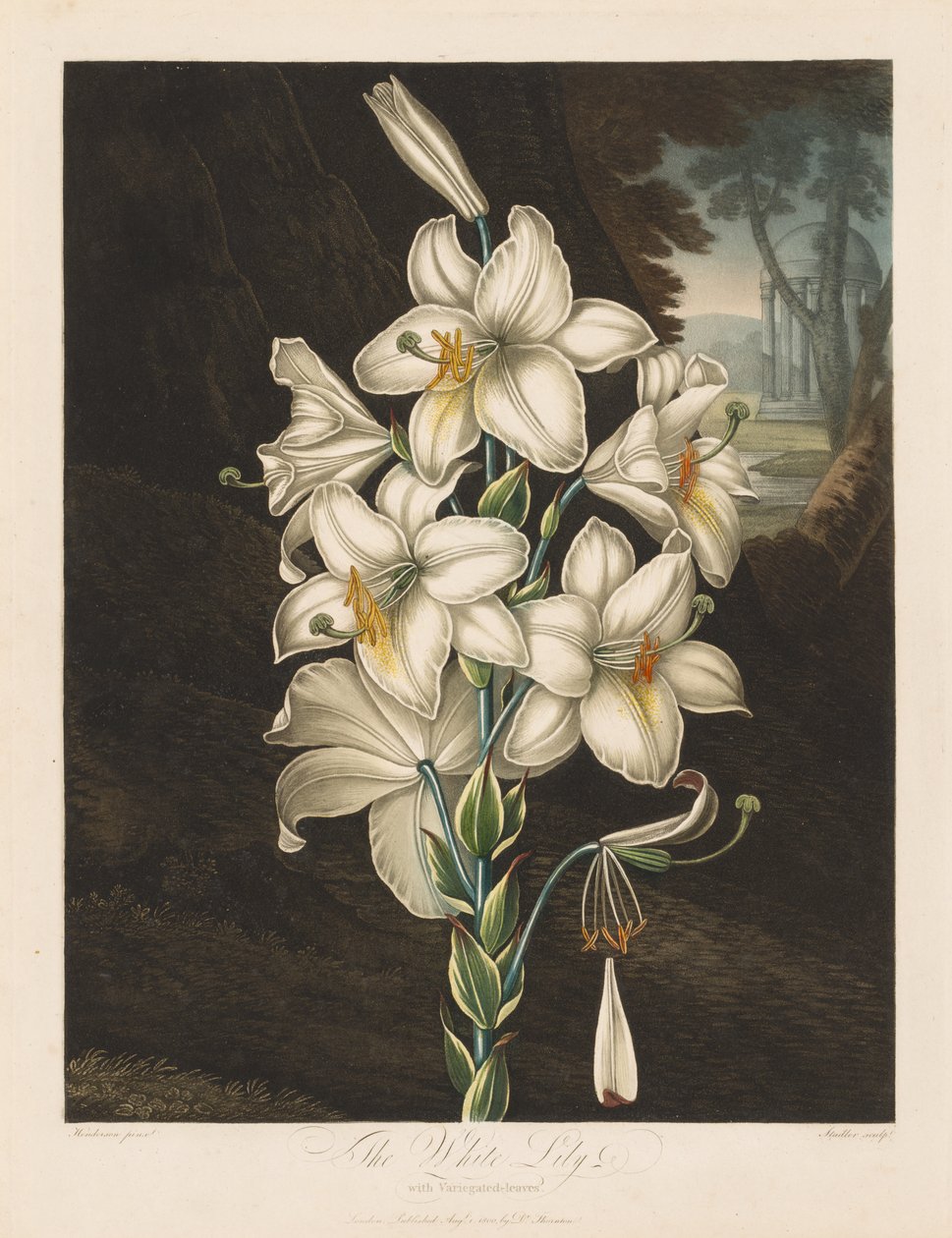O templo da flora, ou jardim da natureza: o lírio branco com folhas variadas de Robert John Thornton