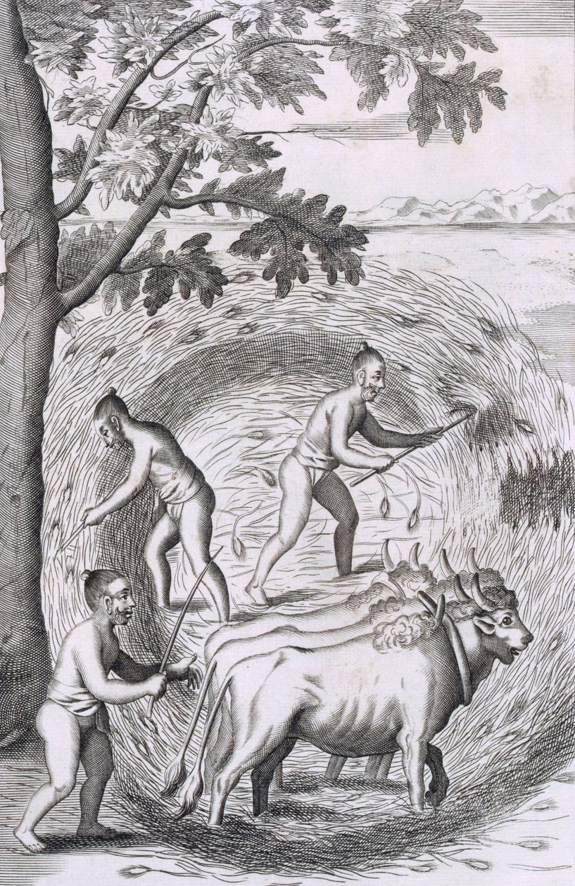 A maneira de trilhar seu arroz, do pub An Historical Relation of the Island Ceilão. Gravura 1681 de Robert Knox