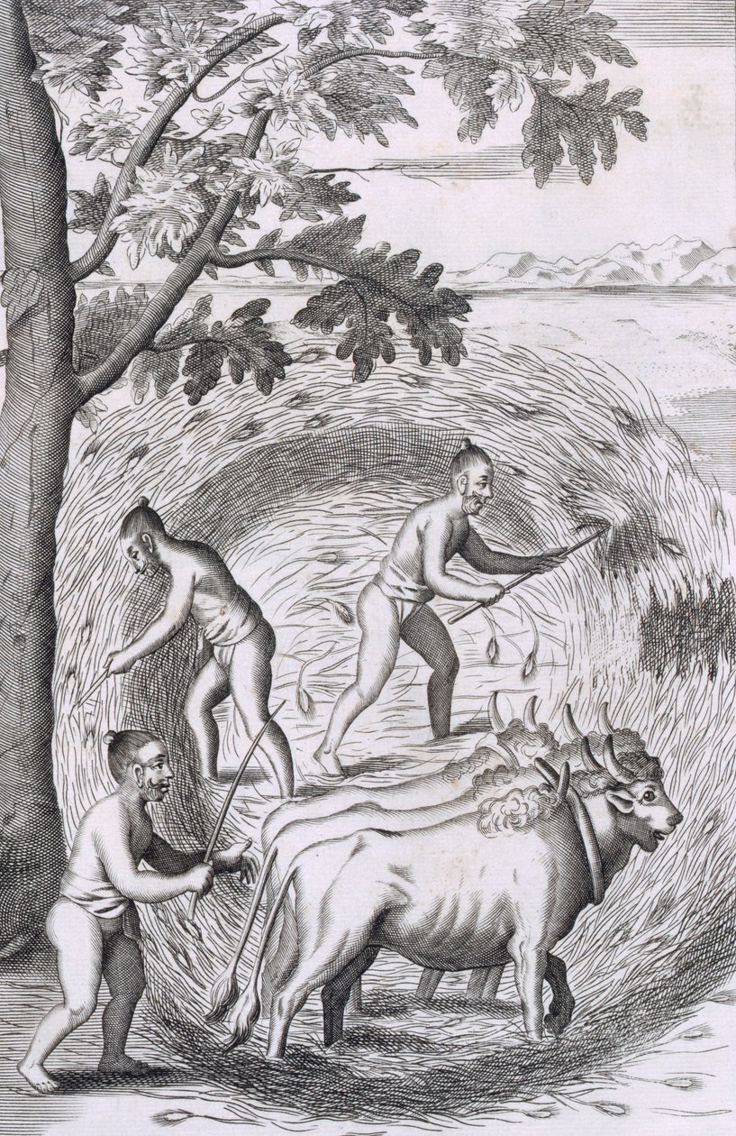 A maneira de pisar o arroz, pub. 1681. de Robert Knox
