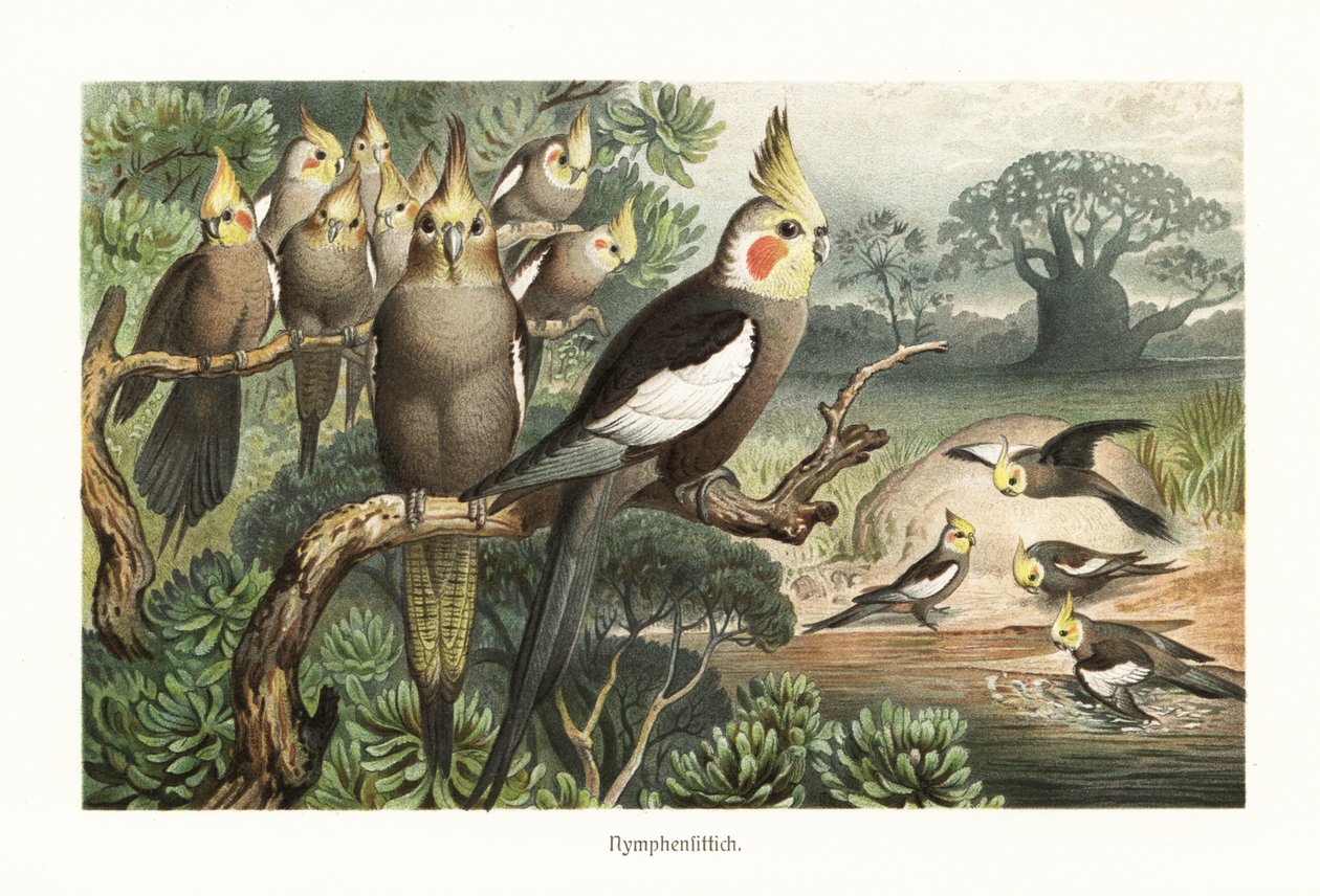Bando de cockatiels, Nymphicus hollandicus, num buraco de água. 1882 (cromolitografia) de Robert Kretschmer