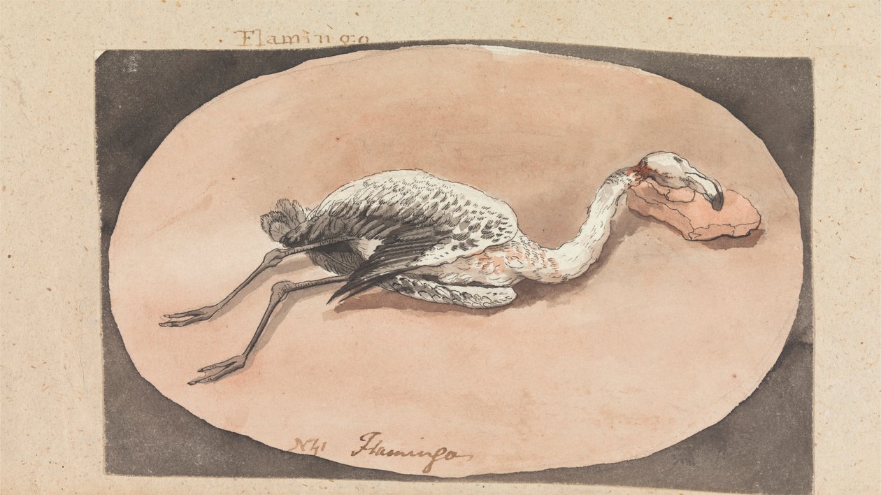 Flamingo de Robert Mabon