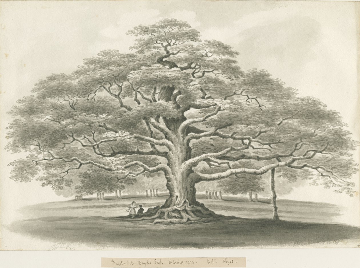 Blithfield - Bagot "s Oak: esboço em sépia, 1833 de Robert Noyes