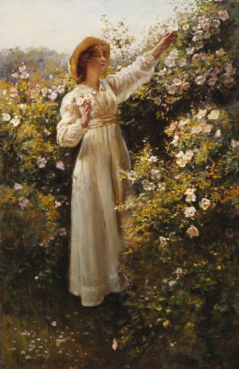 Rosa Selvagem de Robert Payton Reid