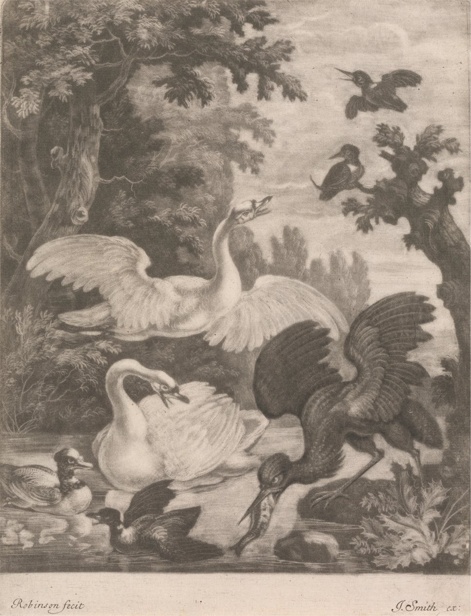 Aves aquáticas de Robert Robinson