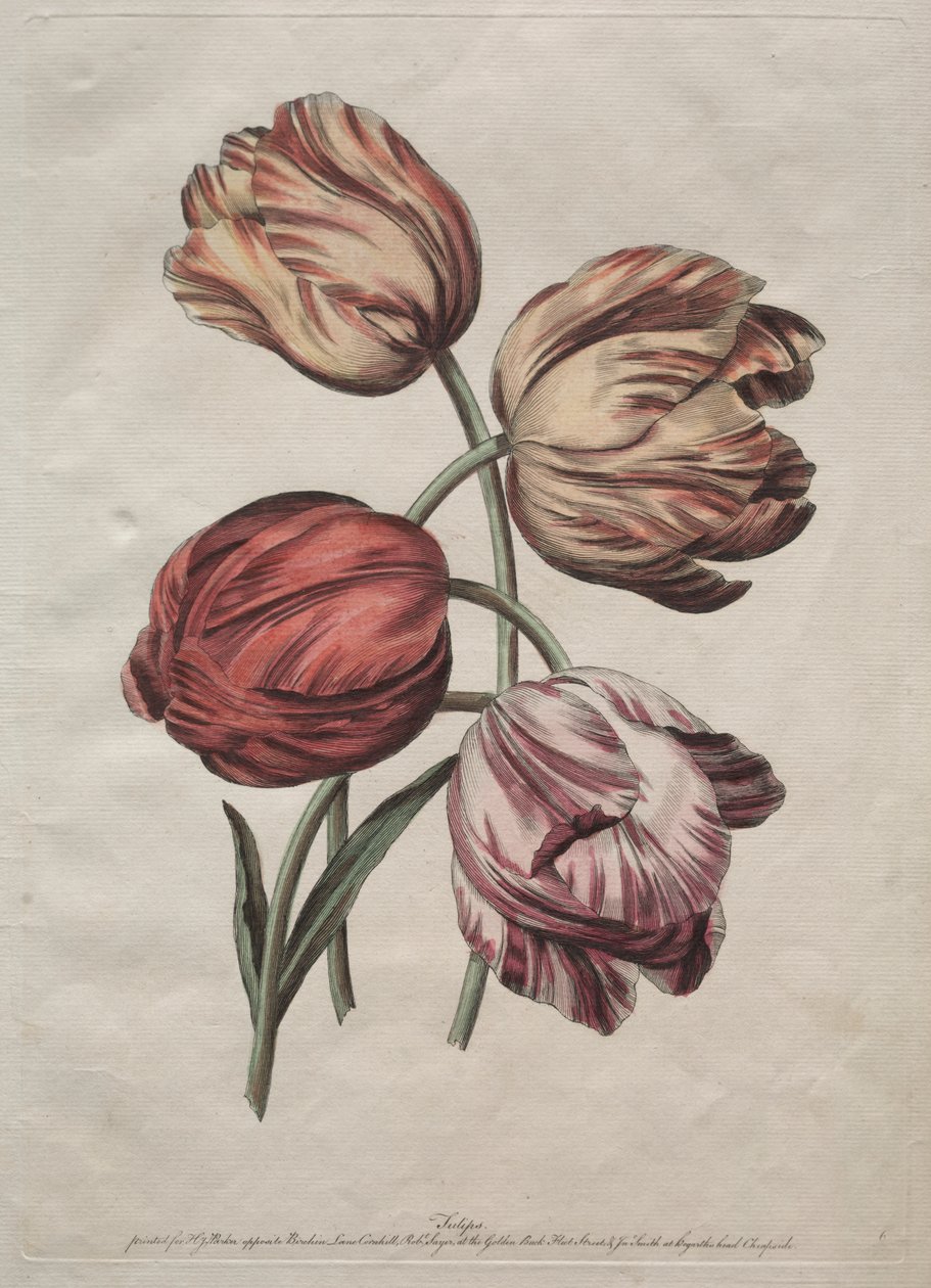 Oito belos grupos de flores naturais em contornos por de la Cour: Tulipas de Robert Sayer
