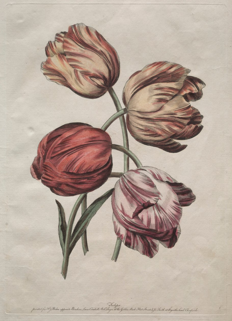 Oito belos grupos de flores naturais em contornos de de la Cour: Tulipas, c. 1770 de Robert Sayer