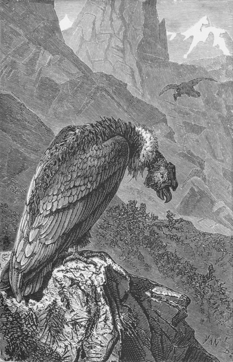 O Condor, c1885, 1890 de Robert Taylor Pritchett