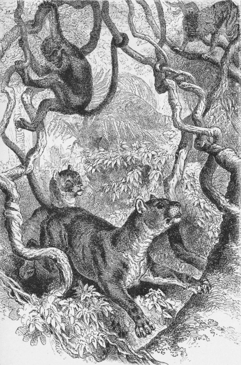O Puma, c1885, 1890 de Robert Taylor Pritchett