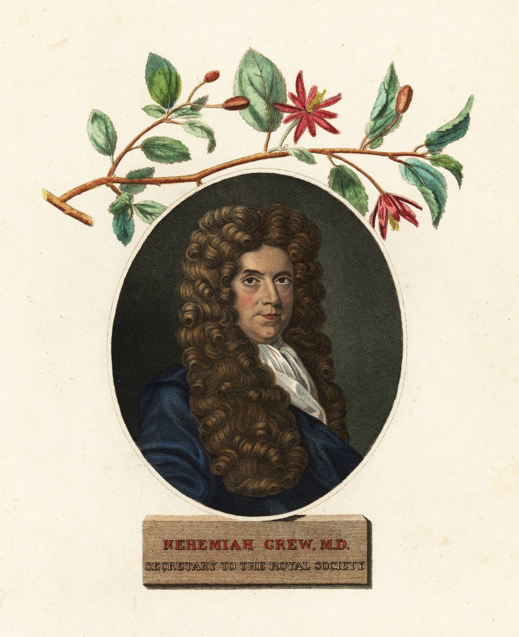Retrato de Nehemiah Grew, médico e botânico.1809 (gravura) de Robert White