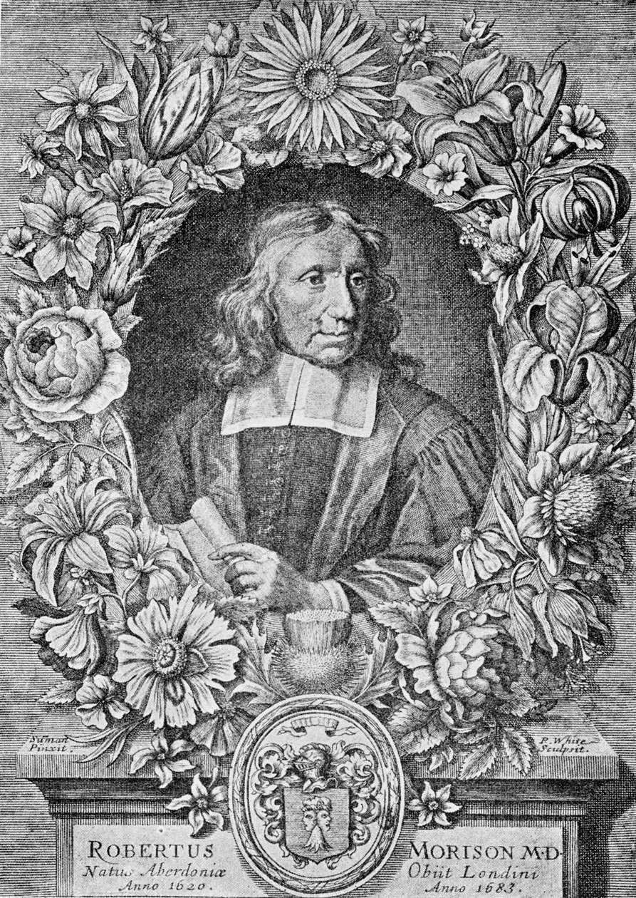 Robert Morison, 1680 de Robert White