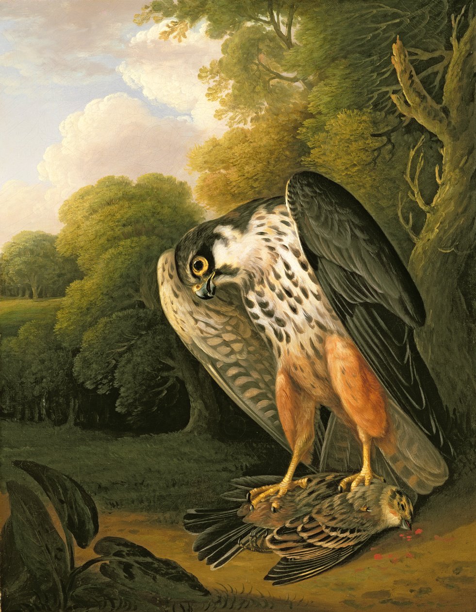 Um Hobby Hawk e Prey atirado em Buxton de Robert Wilkinson Padley