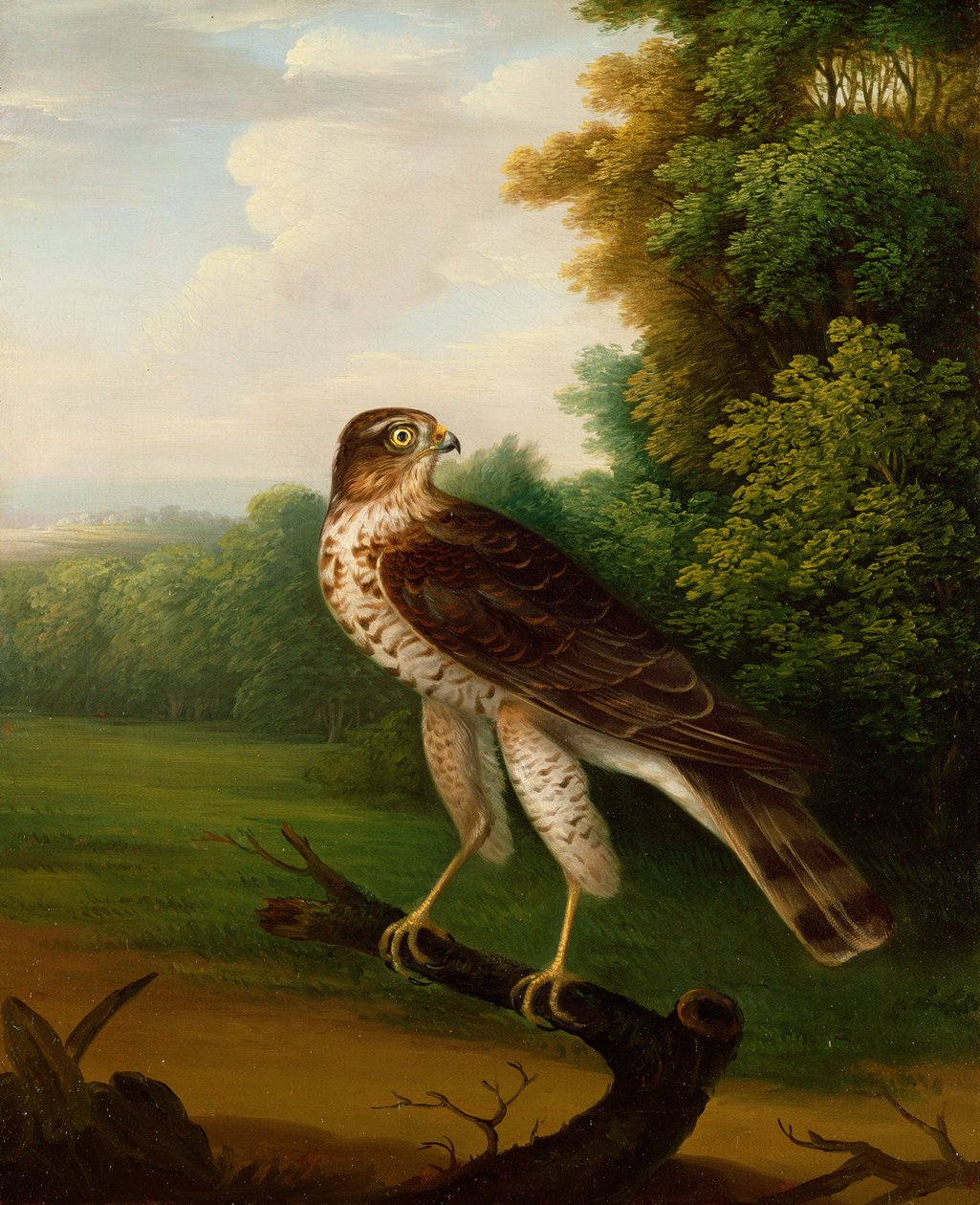 Uma Jovem Falcão, um ano de idade (óleo sobre tela) de Robert Wilkinson Padley
