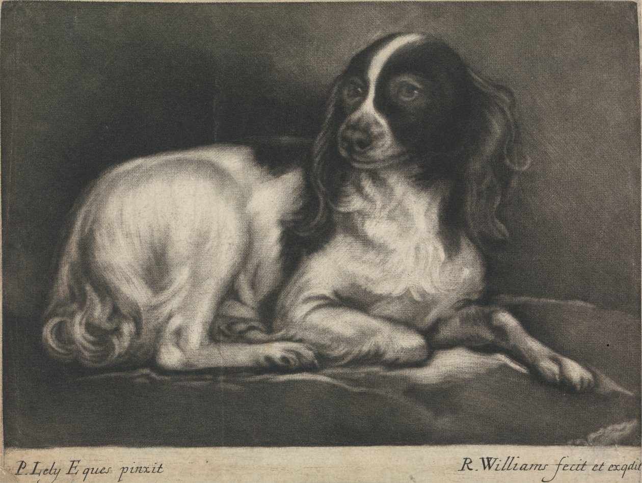 Um Spaniel de Robert Williams