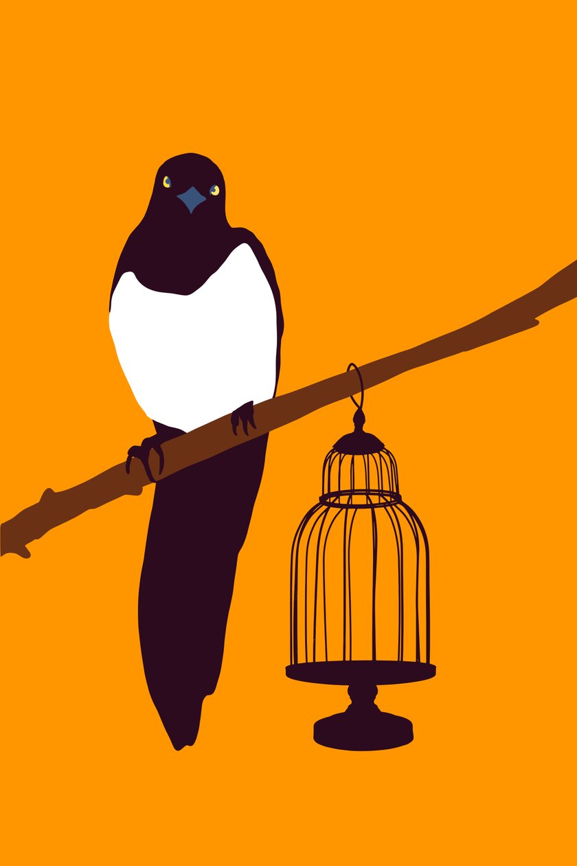 Variedade de jardim Magpie, 2022 (digital) de Roberta Murray
