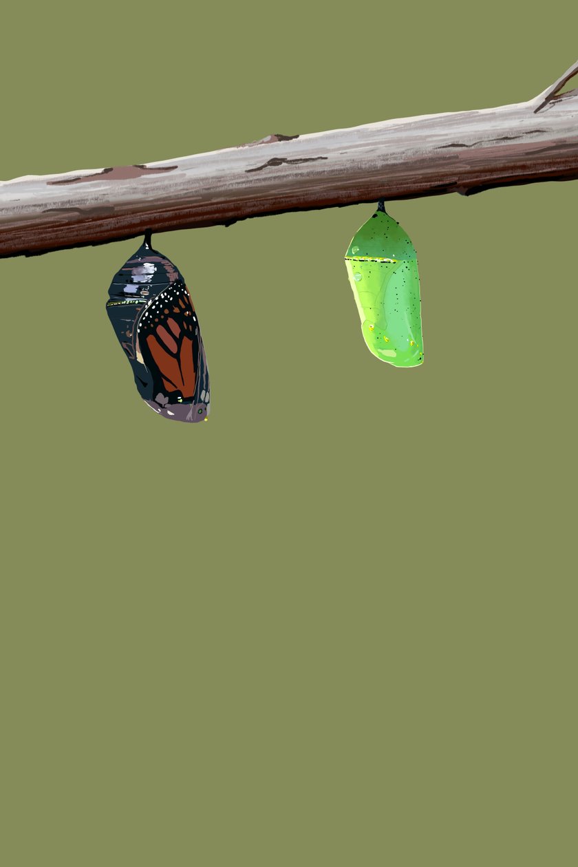 Casulos de monarcas, 2022 (digital) de Roberta Murray