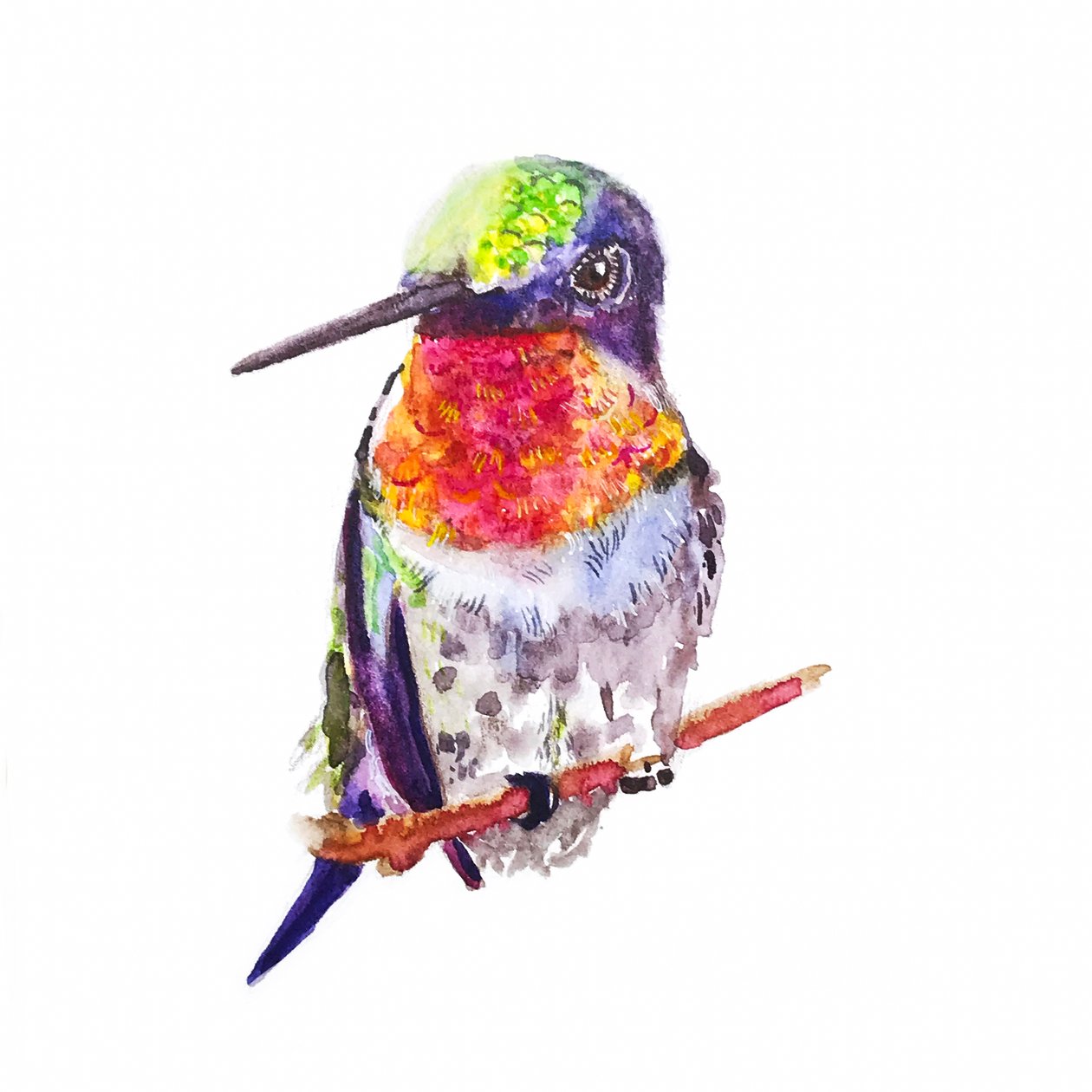 Colibri de garganta rubi, 2021 (aguarela sobre papel) de Roberta Murray