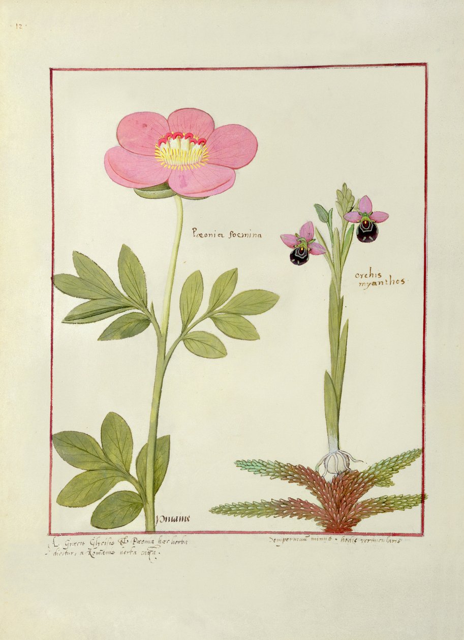 Paeonia ou peônia e Orchis myanthos, ilustração do livro de medicamentos simples por Mattheaus Platearius de Robinet Testard