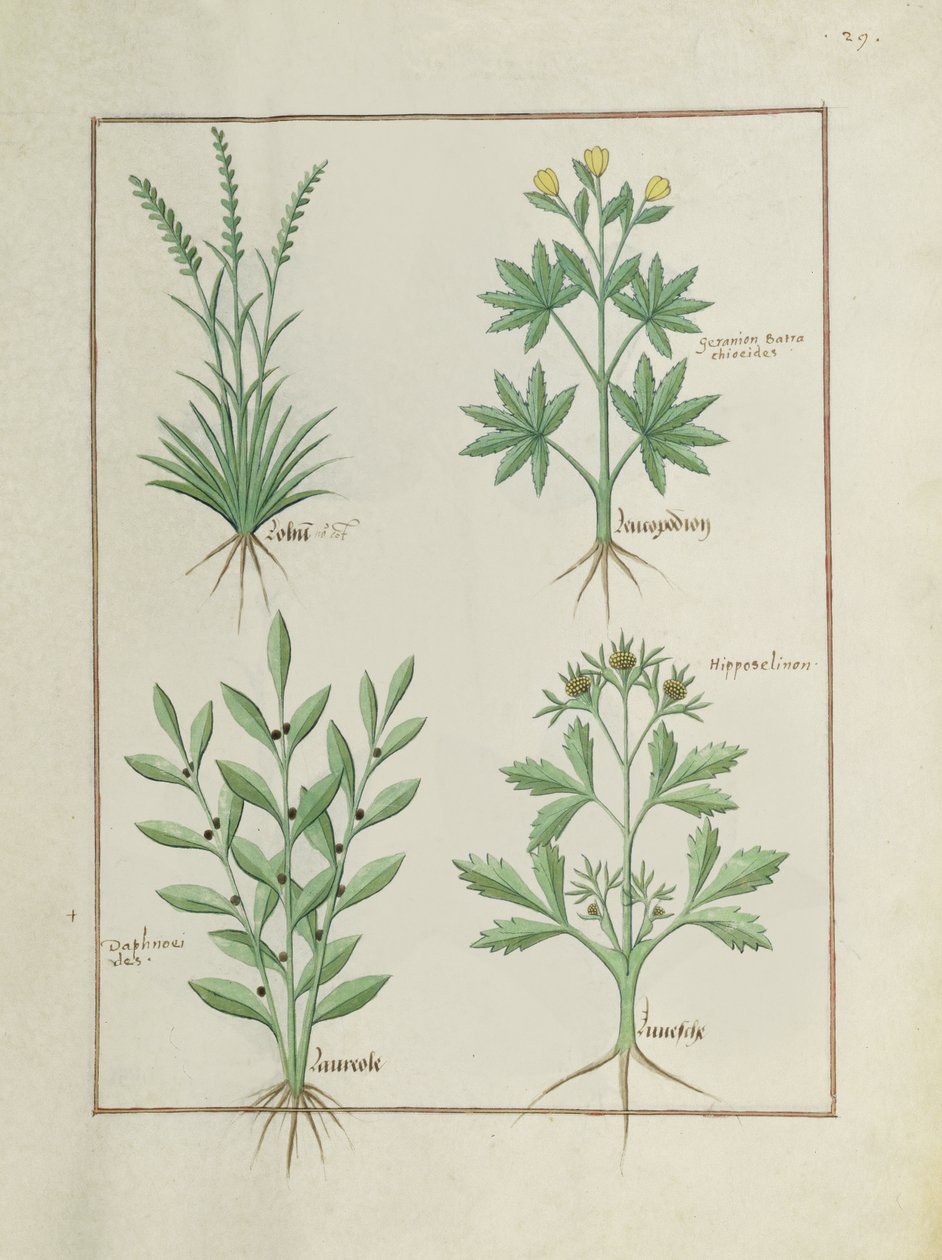 Sra. Fv VI  1 fol. 126r Linha superior: Lolni e Geranium. Linha inferior: Daphnoides e salsa, ilustração do livro de medicamentos simples, por Matteaus Platearius (dc1161) c.1470 de Robinet Testard