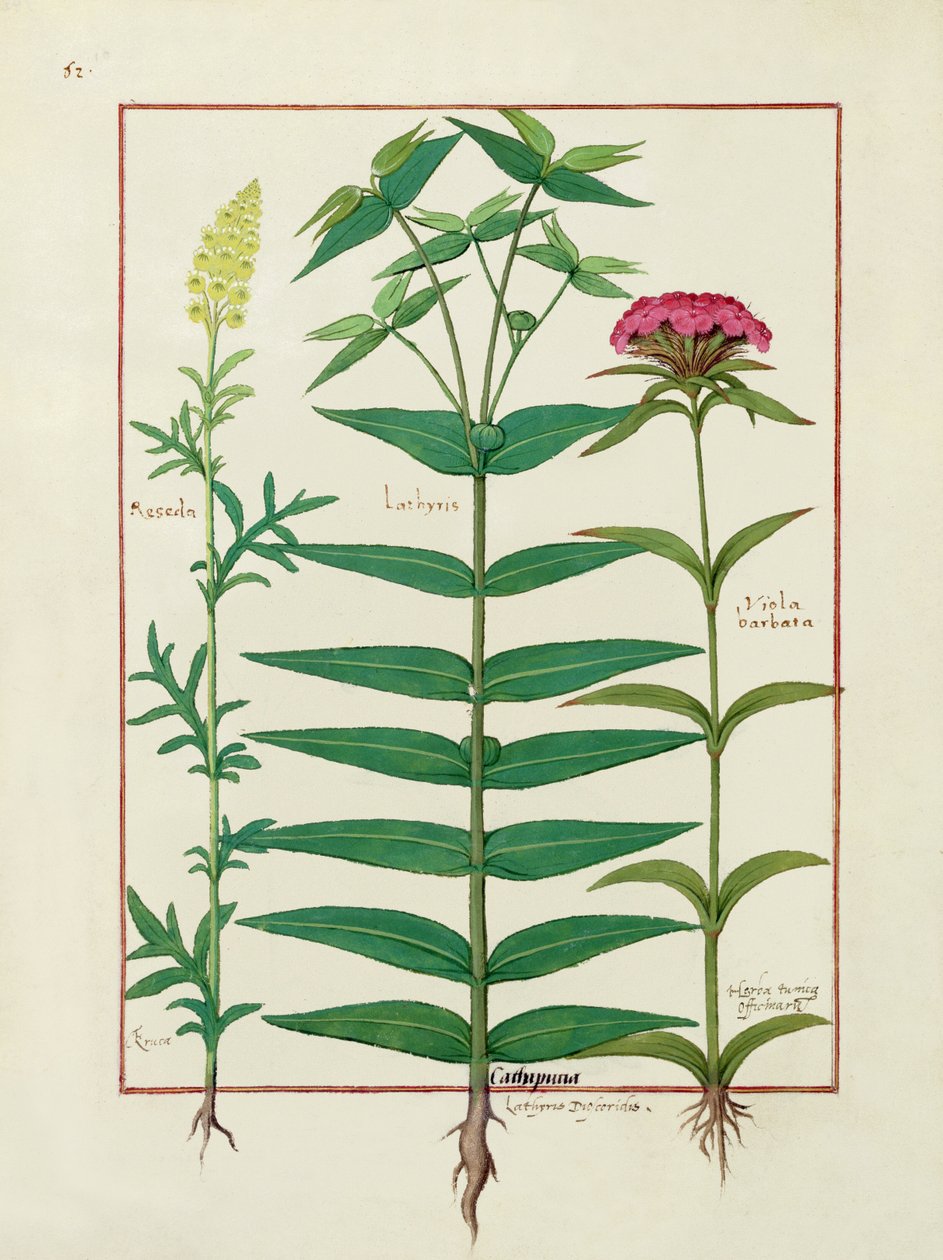 Reseda, Euphorbia e Dianthus, ilustração do livro de medicamentos simples por Mattheaus Platearius 1 de Robinet Testard