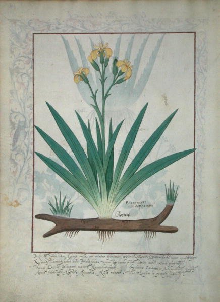 Sra. Fv vi  1 fol.112v Abutilon Theophrasti, ou folha de veludo, ilustração do livro de medicamentos simples por Mattheaus Platearius (dc1161) c.1470 de Robinet Testard