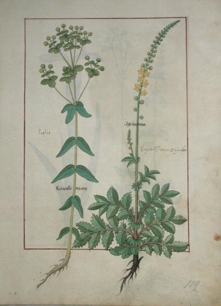 Sra. Fv VI  1 fol.115 Reveille Matin e Agrimonia, ilustração do Livro de Medicamentos Simples de Mattheaus Platearius (dc1161) c.1470 de Robinet Testard