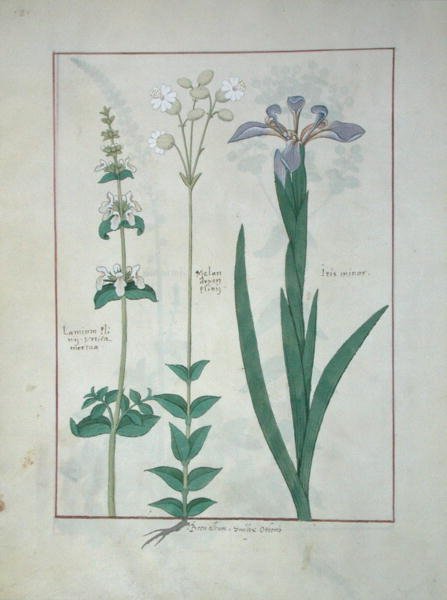Sra. Fv VI  1 fol.115v Lamium Album ou White Dead Nettle, Melandryon e Iris Minor, ilustração de O Livro de Medicamentos Simples de Mattheaus Platearius (dc1161) c.1470 de Robinet Testard