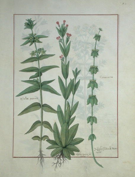 Sra. Fv VI  1 fol.116 Elusae Gennus, alcaravia Tomilho e Crosswort, ilustração do livro de medicamentos simples por Mattheaus Platearius (dc1161) c.1470 de Robinet Testard