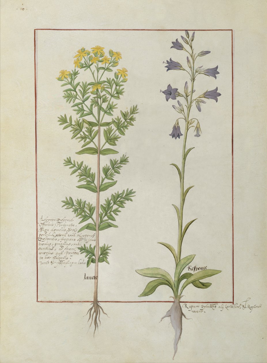 Sra. Fv VI  1 fol.116v Duas plantas com flores do Livro de Medicamentos Simples de Mattheaus Platearius (dc1161) c.1470 de Robinet Testard