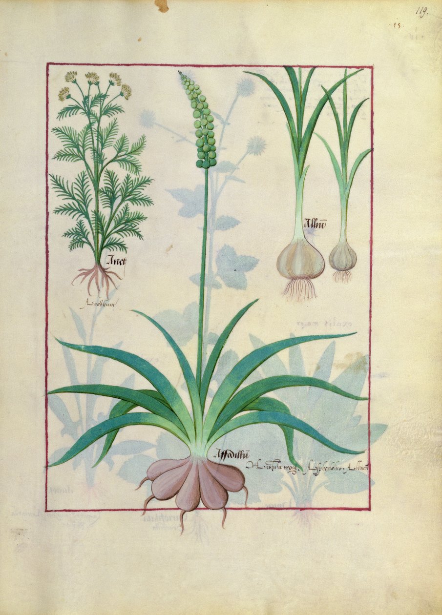 Alho e outras plantas, ilustração do livro de medicamentos simples por Mattheaus Platearius de Robinet Testard
